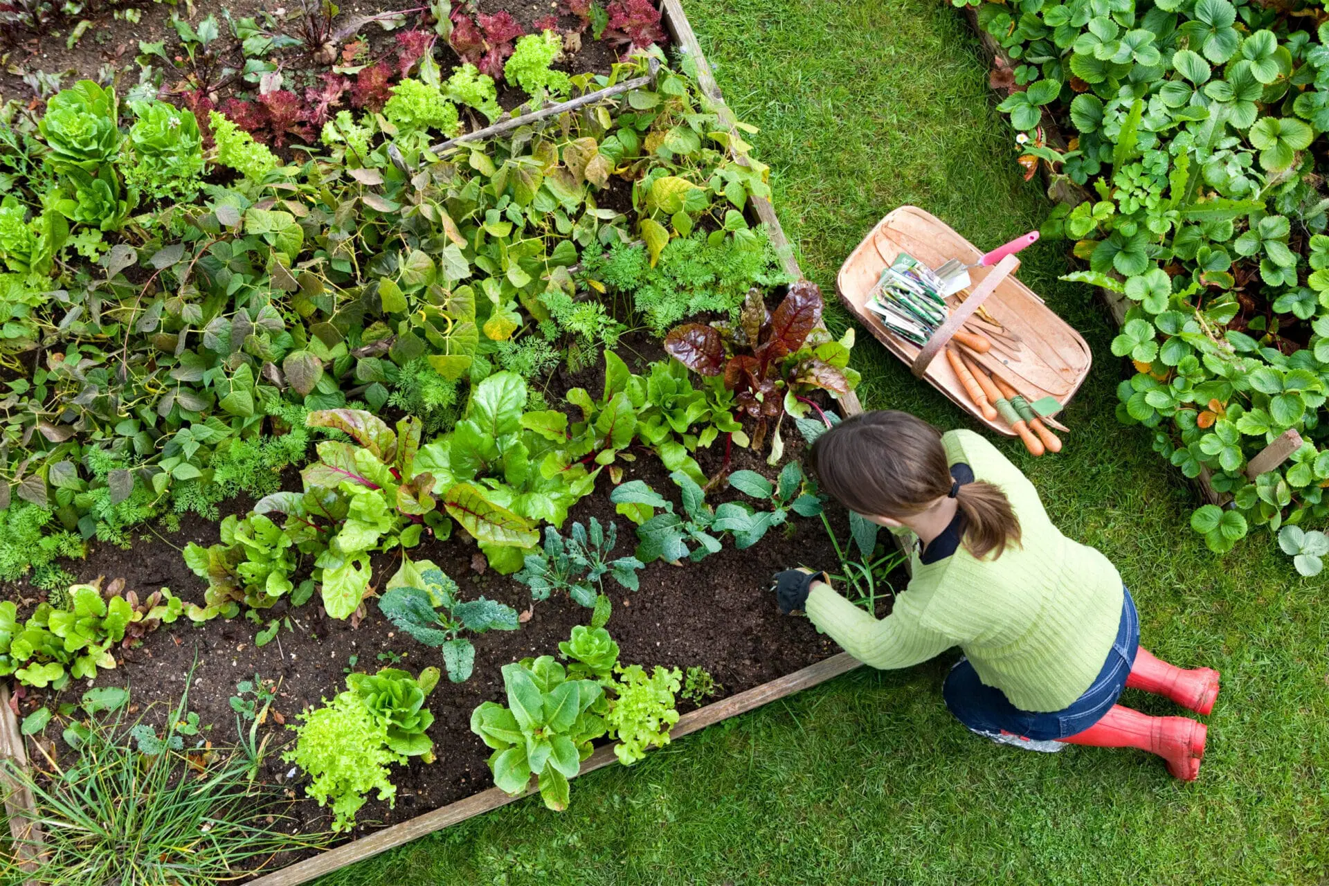Vegetable Gardening